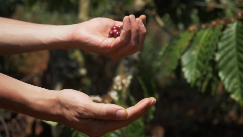 Farmer hands holding red coffee beans. Farmer harvesting coffee beans, coffee tree plantation, Vietnam, Asia. Authentic real video of farming in Asia. Coffee crop. Royalty-Free Stock Footage #1063995409