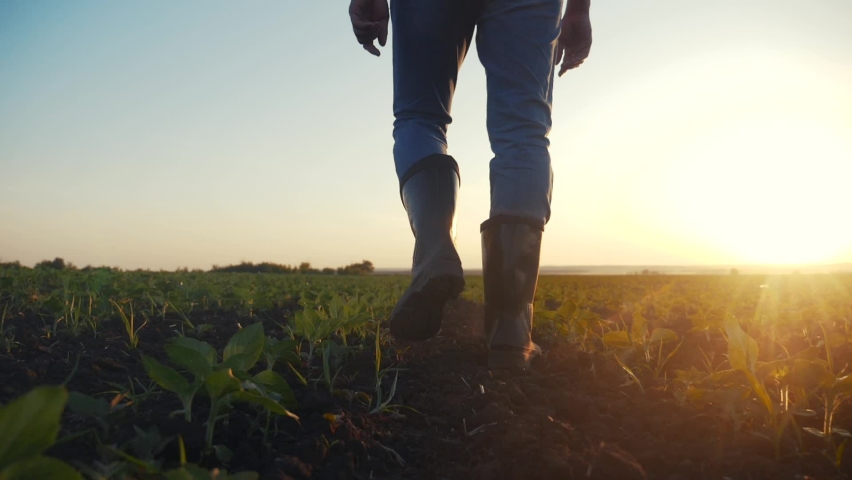 agriculture. man farmer in rubber boots walks country road near a green field of wheat grass. farmer worker goes home after harvesting end of the working crop day feet in rubber boots agriculture Royalty-Free Stock Footage #1064000500