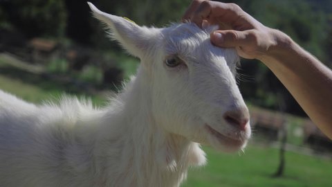 small family farm, goat breeding, goat farming. producers of goat milk, butter and cheese. Animal husbandry, agriculture. raising of livestock. authentic real video.