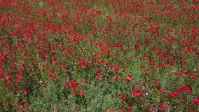 Aerial footage of a red poppies bloom on an agricultural field. Top and side view at the rural poppy field. 