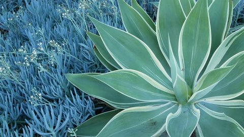 Blue agave leaves, succulent gardening in California, USA. Home garden design, yucca, century plant or aloe. Natural botanical ornamental mexican houseplants, arid desert floriculture. Calm atmosphere