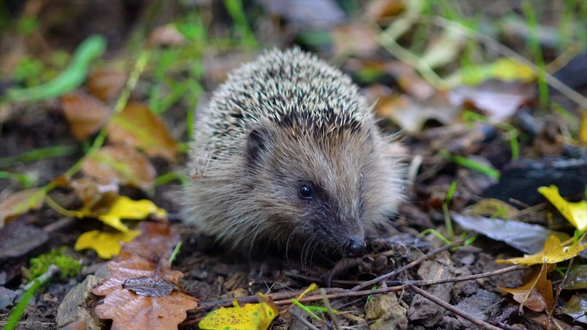 Spiny creature Stock Video Footage - 4K and HD Video Clips | Shutterstock