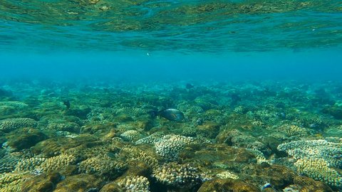 Slow motion, Beautiful shallow coral reef with tropical fish. Colorful tropical fish and beautiful coral reef. Underwater life in the ocean. Camera slowly moving forwards
