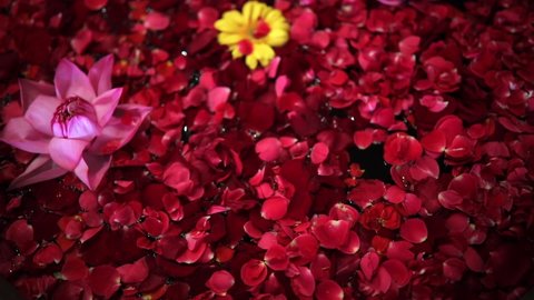 Lotus flowers and rose petals arrangement in a pot footage
