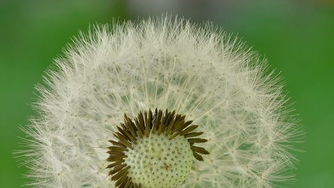 Closer look of the white feathers of the dandelion flowers in the garden in Estonia