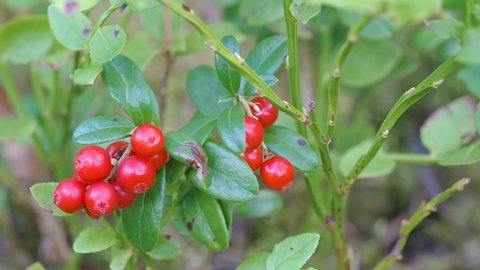 The red berries of the cowberry plant in the garden as seen on a closer look in Estonia