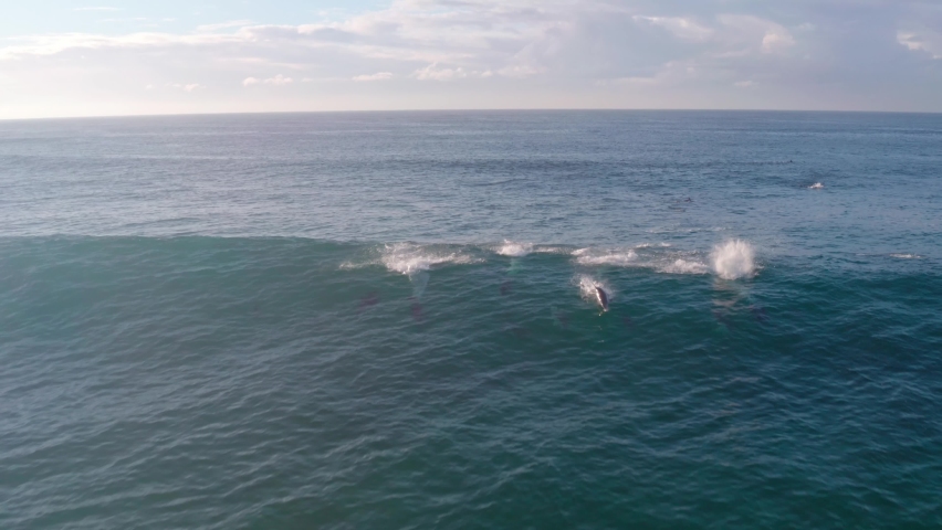 A pod of dolphins surf a wave at Freshwater Beach Sydney, Australia