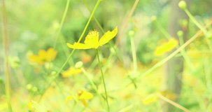 Mexican yellow aster in a small garden with bright morning sunshine, c4k.mov