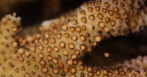 Coral Reef Spawning Close-Up: Acropora millepora releasing Egg-Sperm bundles (~2mm) into the water, which float to the water surface, break open and then allow fertilization.