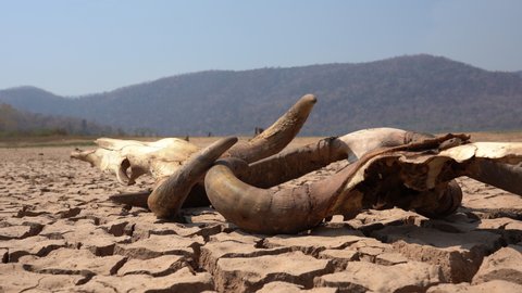 Skull animals on cracked ground in nature, hills or mountain and lake background, dead and hot climate nature, drought cattle on broken surface mud ground, global warming environment high heat summer