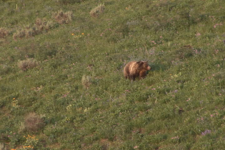 NTSC: Grizzly with cubs. Shot in Yellowstone National Park