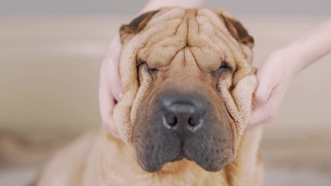 Owner making massage to his lazy cute pug dog on bed. Relax. Funny elastic skin, folds and wrinkles. Stroking, petting. Portrait close up Funny sharpei Lying. Owner loves the pet