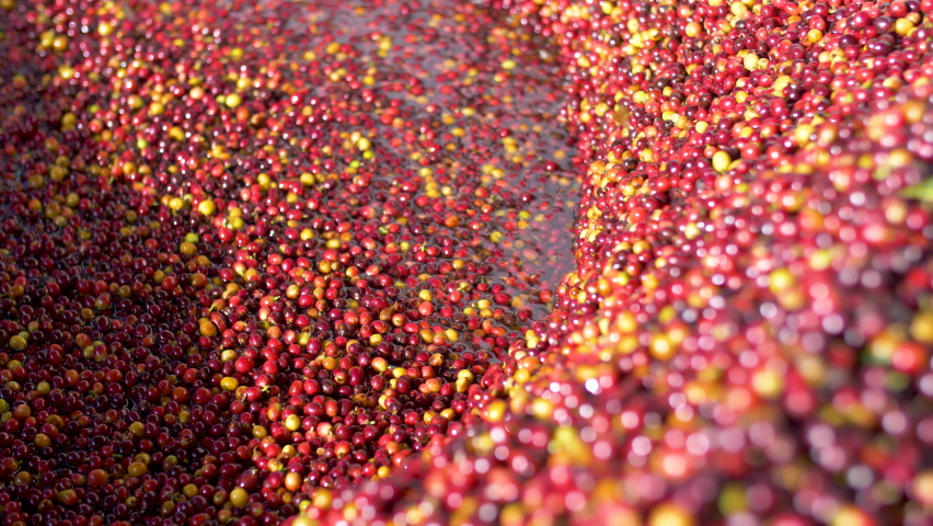 Red cherries coffee beans wet process Royalty-Free Stock Footage #1064021464