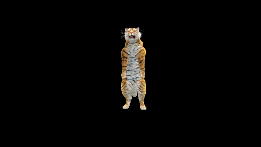 Tiger Dancing, 3d rendering, animal realistic, cartoon, Animation Loop,  Included in the end of the clip With Alpha Matte. | Shutterstock HD Video #1064022739