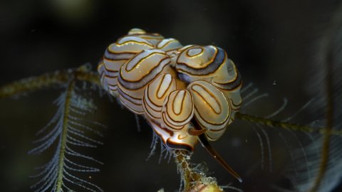 Donut nudi - nudibranch (sea slug) - Doto greenamyeri. Macro underwater life of Tulamben, Bali, Indonesia. 