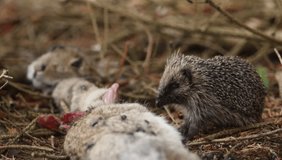 A young Hedgehog (Erinaceidae) feeding on the carcass of a wild rabbit.