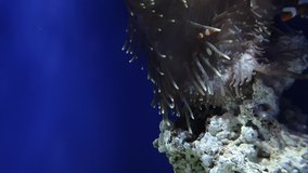 Pretty little fish playing among large anemones on a large rock