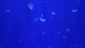Small jellyfish swimming in a blue background