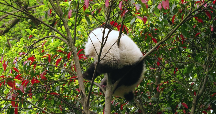 Close-up of a cute baby panda playing in the tree The giant panda cub hangs upside down on the branch 4K video of Chinese giant panda's behavior in the wild | Shutterstock HD Video #1064029876