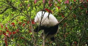 Close-up of a cute baby panda playing in the tree The giant panda cub hangs upside down on the branch 4K video of Chinese giant panda's behavior in the wild
