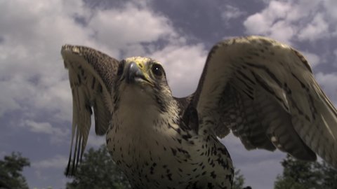 Flying Saker falcon Falconery. Ultra slow motion 2000fps. Falco cherrug