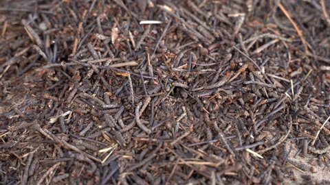 swarming anthill of pine needles in the forest