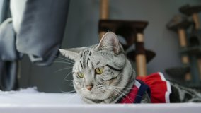 American Shorthair on white cloth playing with a human hand. Playful young beautiful funny cat hunts for the foot of the owner under the blanket. Very funny video.
