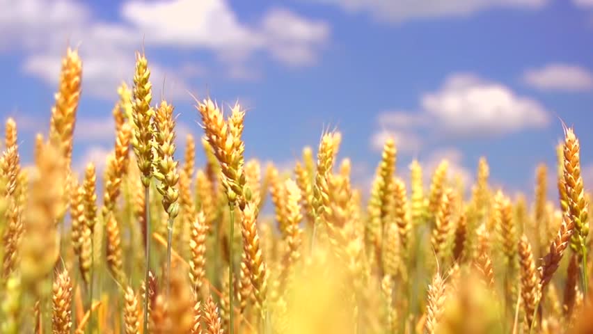 Wheat Field. Harvest and Harvesting Stock Footage Video