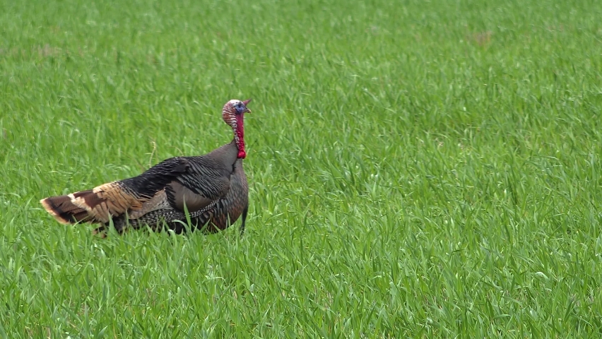 The wild turkey (Meleagris gallopavo) is an upland ground bird native to North America and is the heaviest member of the diverse Galliformes