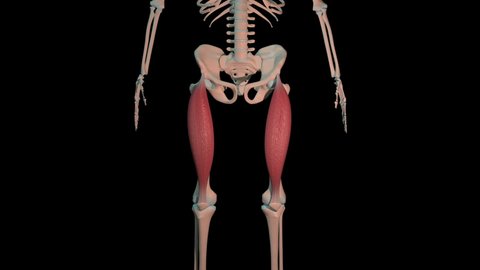 This 3d animation shows the rectus femoris muscles in full rotation loop on human skeleton