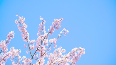 Blowing Cherry Blossoms or Sakura Flowers in A Japanese Garden in Spring, Floral Image, Nobody