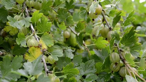 Fresh gooseberries on a branch of a gooseberry bush in a vegetable garden. Close-up view of organic gooseberry berries hanging on a branch under the leaves. Juicy ripe gooseberries in the garden, back
