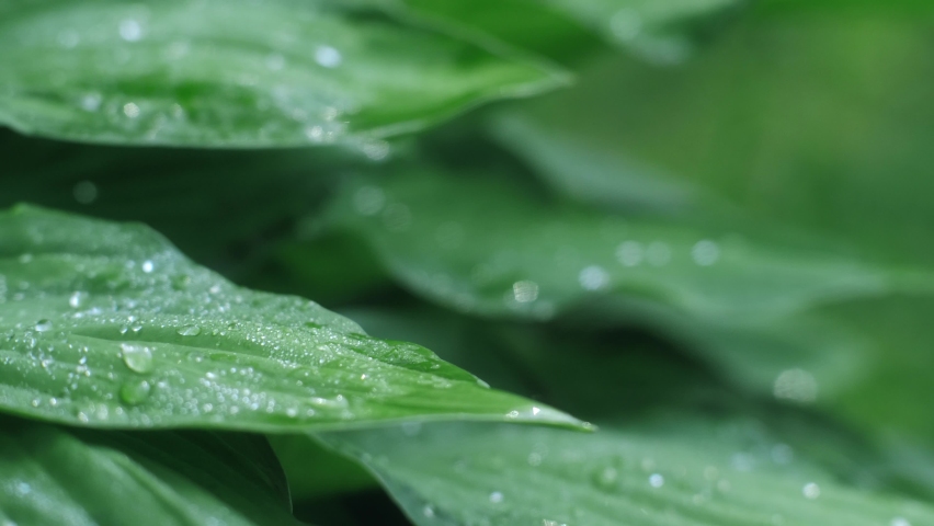 Cinematic Extreme close up drop of morning dew falling on natural green leaves of plants slow motion vegetation covered by flow down drip at tropical jungle rainforest or forest macro shot Royalty-Free Stock Footage #1064040979