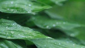 Cinematic Extreme close up drop of morning dew falling on natural green leaves of plants slow motion vegetation covered by flow down drip at tropical jungle rainforest or forest macro shot - Powered by Shutterstock - Get 15% off with code: PIKWIZARD15