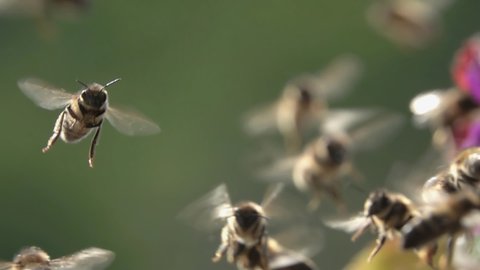 Bees Flying arround flowers. Sunlight. Sunset. Closeup view. slow-motion.