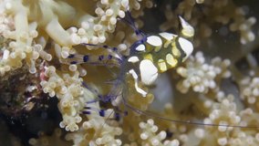 White striped glass shrimp cleaner on underwater seabed in marine life of Philippine Sea. Macro relaxing video about coral reef and wildlife in undewater sea and ocean life. Scuba diving.
