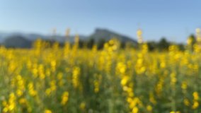 Close up focus to sunhemp field  Background blur Yellow of small flowers The English name sunhemp, scientific name Crotalaria juncea is a type of legume. The beauty of nature In the backyard.