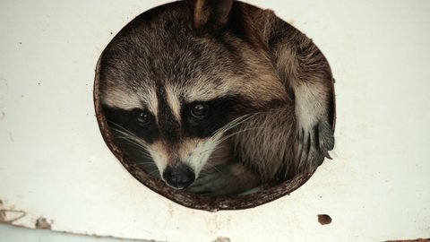 American raccoon. Young curious hungry racoon looking around the house for food. Urban raccoons at residential homes. Portrait of coon relaxing in wooden home. Funny lazy animal.