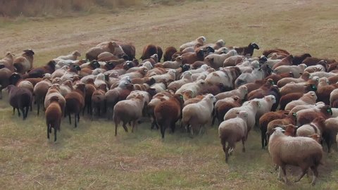 sheep grazing, aerial view. herd of sheep on beautiful mountain meadow. sheep farming, livestock, agriculture. domestic sheep