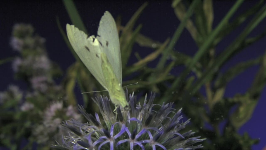 Cabbage butterfly flying. Ultra high speed 5000fps. Pieris brassicae