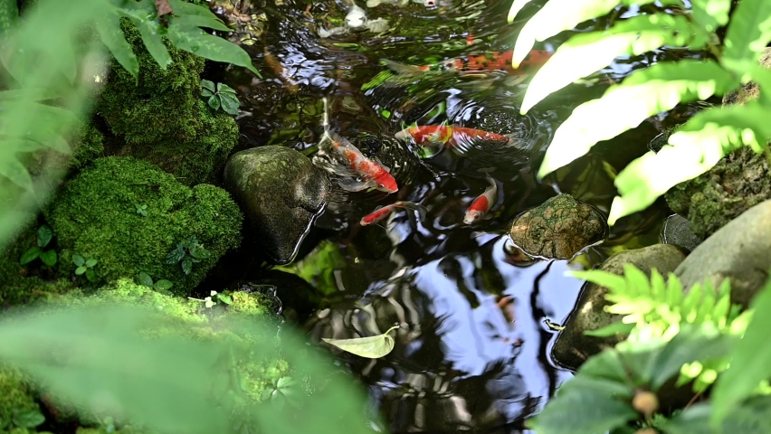 Fancy carp fish or Koi fish in the pond. The aquatic animals in Onsen hot springs at natural park. | Shutterstock HD Video #1064046856