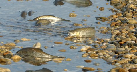 The common chub is spawning in the shallow water of the Drava River