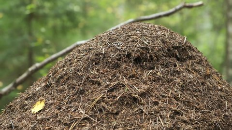 Closeup view on top of anthill from pine needles and branches with colony of ants in autumn woodland. The observation of nature and creatures concept. Forest ants preparing to winter.