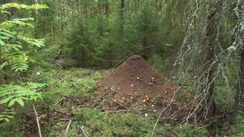 Huge anthill from pine needles and branches with colony of ants in autumn woodland. The observation of nature and creatures concept. Forest ants preparing to winter.