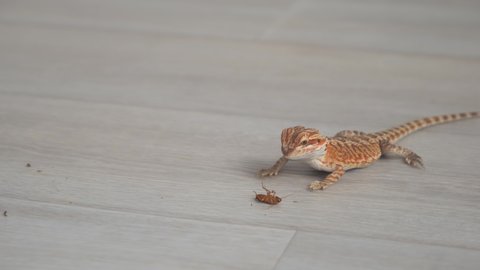 Baby of bearded agama dragon is eating insect cockroach at home on floor, front view. The content of the lizard at home.