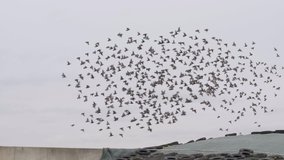 Large concentration of birds land on cow feed. Slow motion 4K