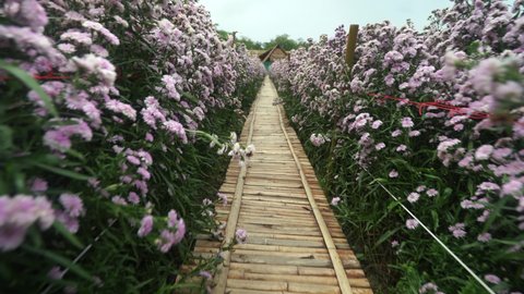 Purple flower garden corridor margaret flower field 