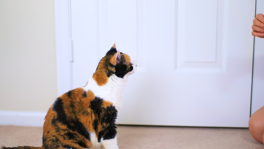 Slow motion of young woman trainer owner person training senior calico cat to do trick by standing on back hind legs at home room, grabbing and putting into mouth eating treat for reward Royalty-Free Stock Footage #1064055019