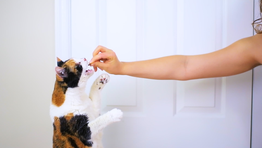 Slow motion of young woman trainer owner person training senior calico cat to do trick by standing on back hind legs at home room, grabbing and putting into mouth eating treat for reward Royalty-Free Stock Footage #1064055019