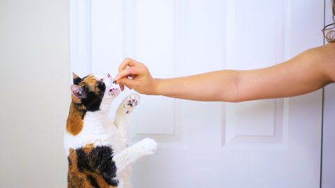 Slow motion of young woman trainer owner person training senior calico cat to do trick by standing on back hind legs at home room, grabbing and putting into mouth eating treat for reward